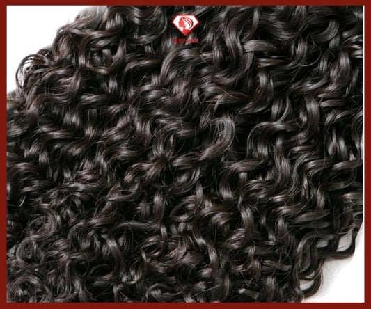 Luxury Burmese Curl- Natural Color